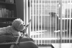 Woodlake Properties Important Tips for Dog Owner Renters