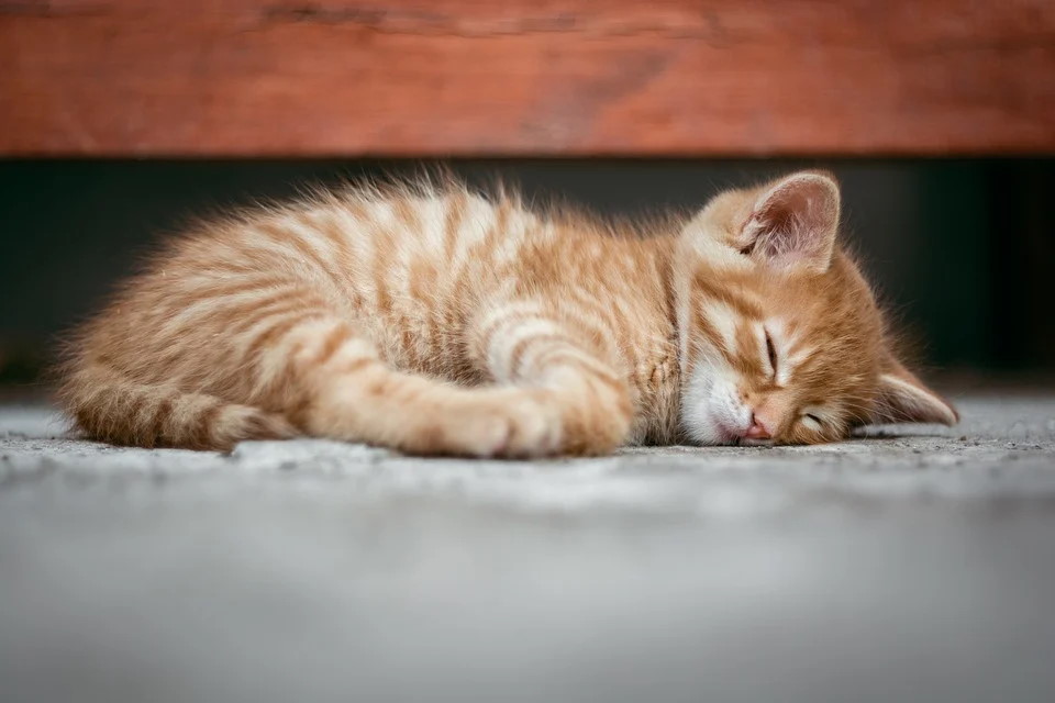 Woodlake Properties Tips to Renting an Apartment with Cats